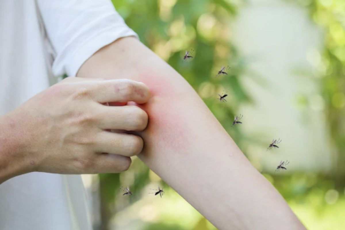 Le zanzare tendono a invadere maggiormente gli ambienti durante le giornate umide, nelle ore serali e soprattutto prima o dopo la pioggia.